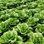 is it safe to eat romaine lettuce