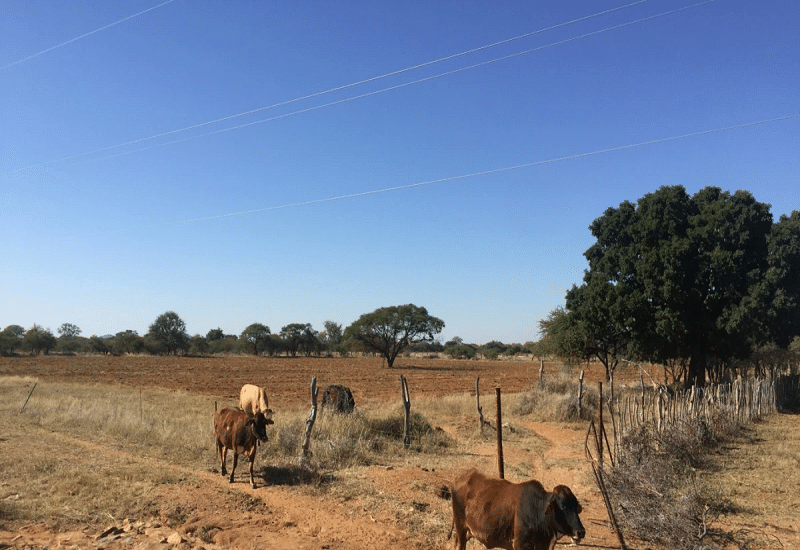 Botswana Offers Start-Up Wildlife Stock to Farmers