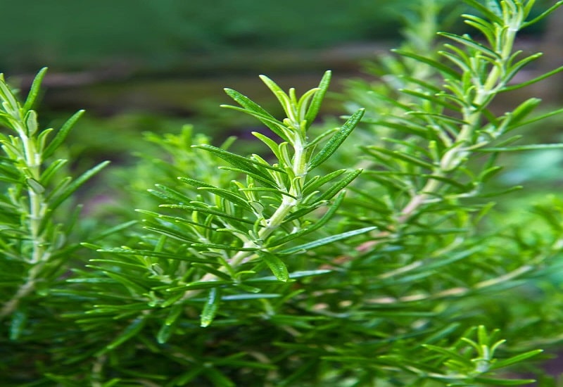 Rosemary-herb
