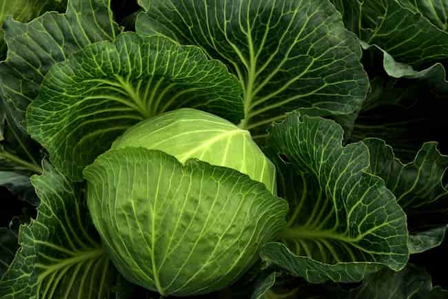 cabbage-