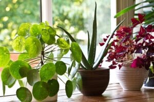 Various house plants on the window. House plant