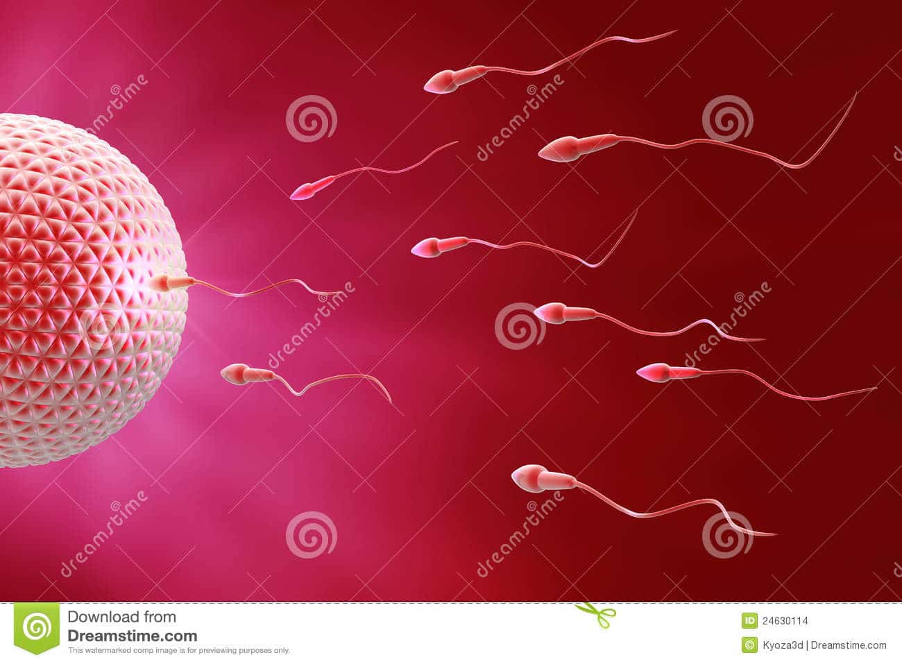 sperm egg fecundation 24630114