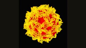 Yellow fever strand 1536x864 1