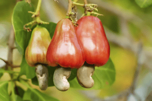 Cashews Fruit