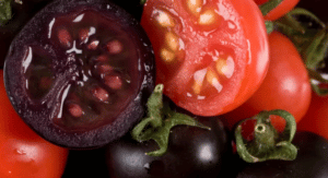 PURPLE GM TOMATO