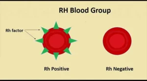 FoodanHealth 19 Rh Blood Group System