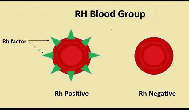 Rh Blood Group System