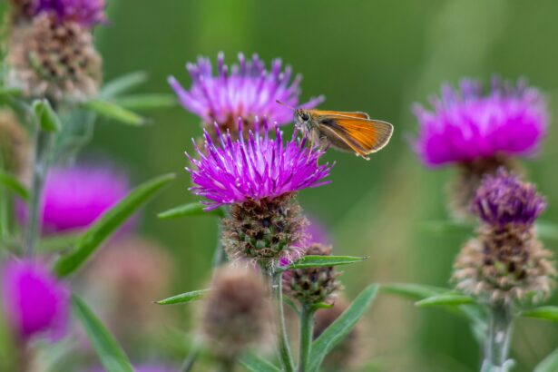 Hormone-Balancing Herbs and Teas