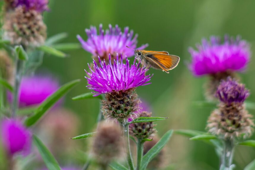 Hormone-Balancing Herbs and Teas