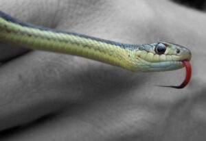Snake Bite